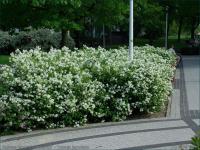 Spiraea japonica Gyöngyvessző ALBIFLORA
