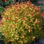Spiraea japonica MAGIC CARPET ® - Gyöngyvessző