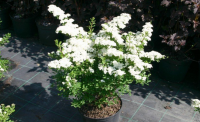 Spiraea nipponica - SNOWMOUND