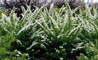 Spiraea nipponica - SNOWMOUND