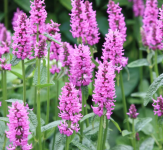 Stachys officinalis - Nagyvirágú tisztesfű