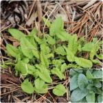 Stachys officinalis - Nagyvirágú tisztesfű