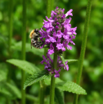 Stachys officinalis - Nagyvirágú tisztesfű