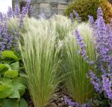 Stipa tenuissima Pony Tails / Mexikói árvalányhaj