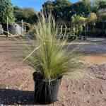 Stipa tenuissima Pony Tails / Mexikói árvalányhaj