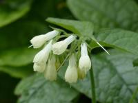 Symphytum grandiflorum - Nadálytő