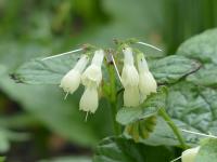 Symphytum grandiflorum - Nadálytő