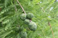 Taxodium distichum - Mocsárciprus