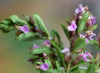 Teucrium chamaedrys - Sarlós gamandor 