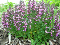 Teucrium chamaedrys - Sarlós gamandor 