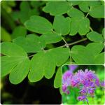 Thalictrum aquilegiifolium - Erdei borkóró