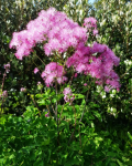 Thalictrum aquilegiifolium - Erdei borkóró