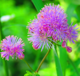 Thalictrum aquilegiifolium - Erdei borkóró