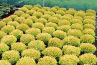 Thuja occidentalis Golden Tuffet