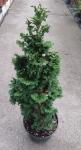 Thuja occidentalis spiralis mini 