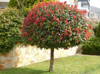 Törzses Photinia x fraseri - Törzses Korallberkenye