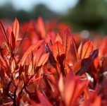 Törzses Photinia x fraseri - Törzses Korallberkenye