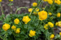 Trollius europaeus - Zergeboglár