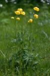 Trollius europaeus - Zergeboglár