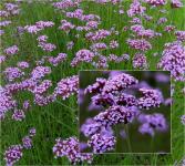 Verbena bonariensis – Ernyős verbéna