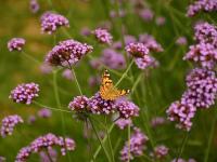 Verbena bonariensis – Ernyős verbéna