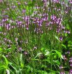 Verbena hastata - Lándzsa levelű Verbena
