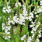 Verbena hastata - Lándzsa levelű Verbena