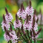Verbena hastata - Lándzsa levelű Verbena