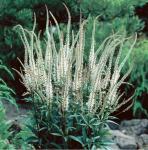 Veronicastrum virginicum - Virginiai Veronika