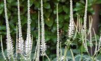 Veronicastrum virginicum - Virginiai Veronika