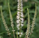 Veronicastrum virginicum - Virginiai Veronika