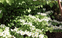 Viburnum plicatum MARIESII GREATSTAR