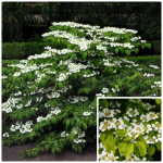 Viburnum plicatum MARIESII GREATSTAR