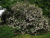 Viburnum PRAGENSE