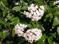 Viburnum PRAGENSE