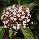 Viburnum tinus EVE PRICE - Örökzöld bangita