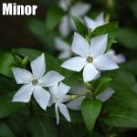 Vinca Meténg