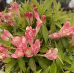 Weigela - ALL SUMMER PEACH