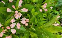 Weigela - ALL SUMMER PEACH