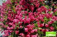 Weigela ALL SUMMER RED