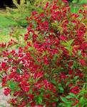 Weigela ALL SUMMER RED