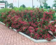 Weigela ALL SUMMER RED