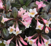 Weigela florida - VINTAGE LOVE