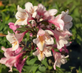 Weigela florida - VINTAGE LOVE