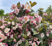 Weigela florida - VINTAGE LOVE