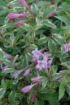 Weigela florida SUNNY PRINCESS