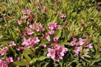 Weigela PICOBELLA ROSA