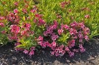 Weigela PICOBELLA ROSA