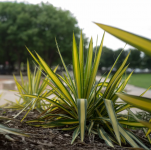 Yucca filamentosa - Pálmaliliom