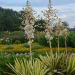 Yucca filamentosa - Pálmaliliom